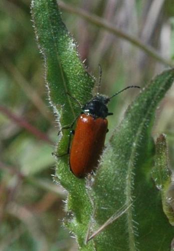Omophlus rugosicollis